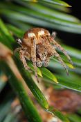 brede wielwebspin (Agalenatea ridii)  1-2012 2085